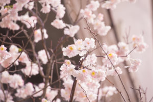 Flowering branches, pastel pink flowers Flowering branches, pastel pink flowers